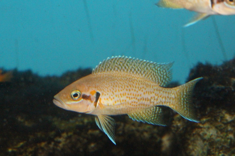 Neolamprologus helianthus